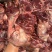 【牛小脸肉-求合作】批发50斤大块牛碎肉牛小脸肉