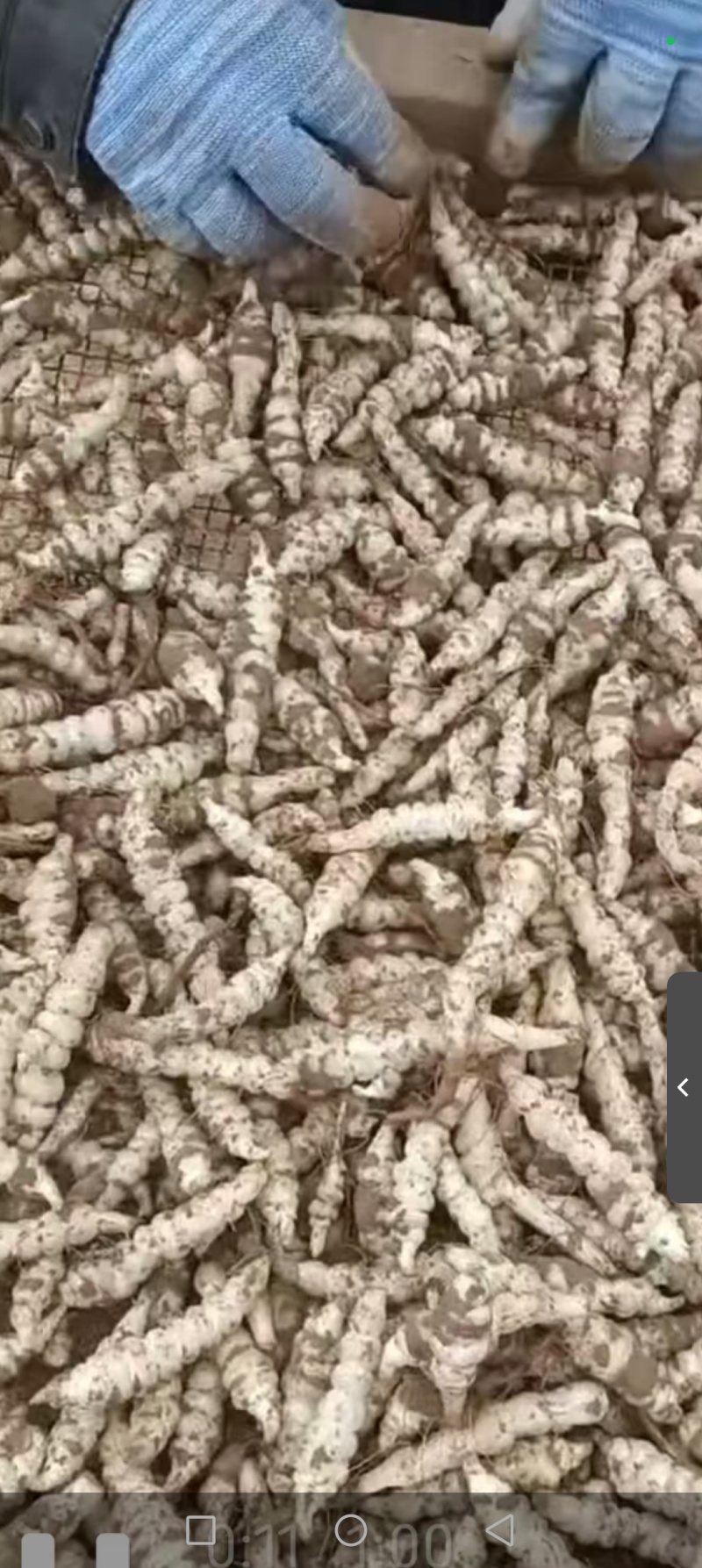 甘肃省庆阳市螺丝菜产地一直发大量供应欢迎选购