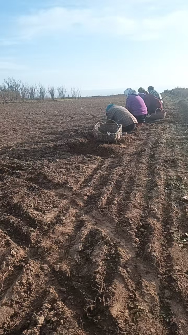 甘肃省庆阳市螺丝菜产地一直发大量供应欢迎选购