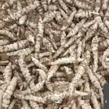 甘肃省庆阳市螺丝菜产地一直发大量供应欢迎选购