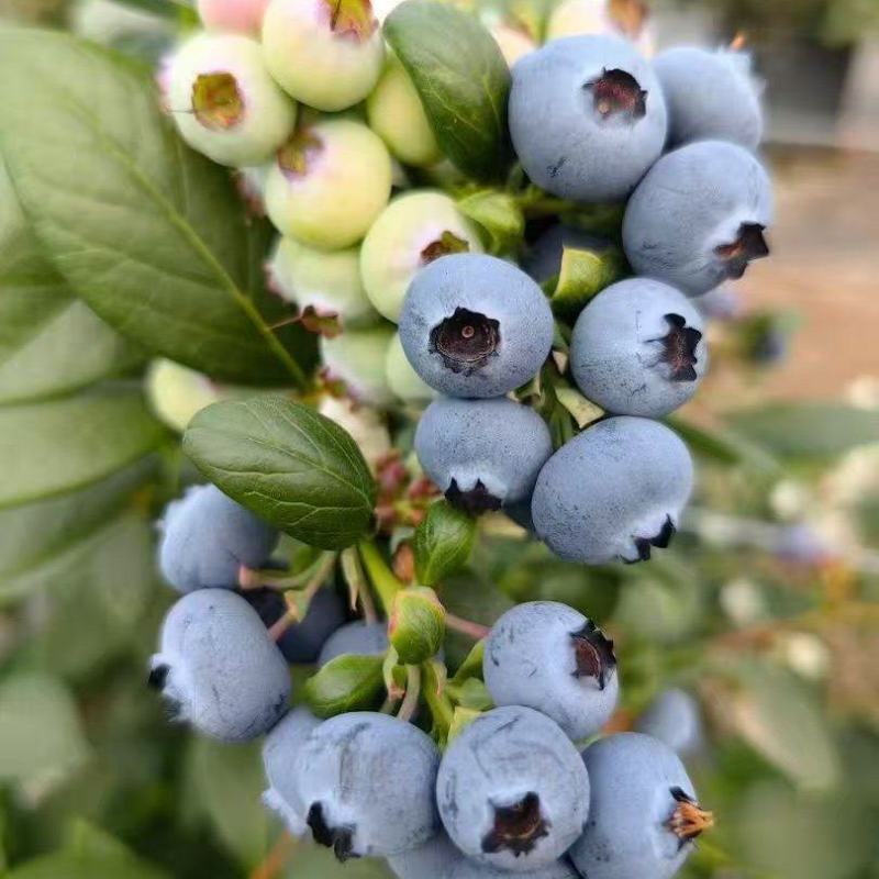 云南花香蓝莓500亩种植面积
