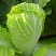 北京新3号大白菜便宜