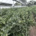 云南花香蓝莓500亩种植面积
