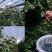 云南花香蓝莓500亩种植面积