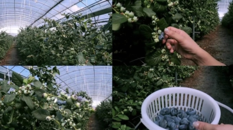 云南花香蓝莓500亩种植面积
