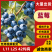 云南花香蓝莓500亩种植面积