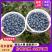 云南花香蓝莓500亩种植面积