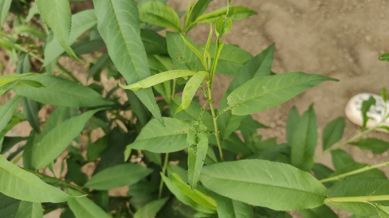 大棚油蟠桃每年4月22号左右成熟寻求有实