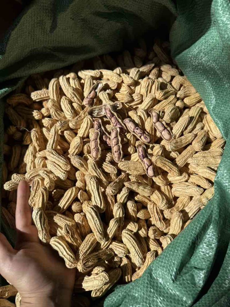 云南七彩花生，花青素含量丰富，奶香味，无科技狠活