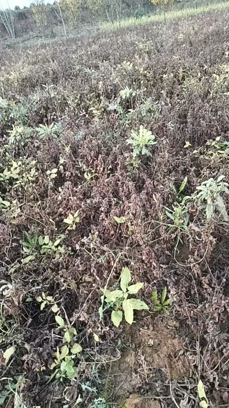 甘肃省庆阳市螺丝菜产地一直发大量供应欢迎选购