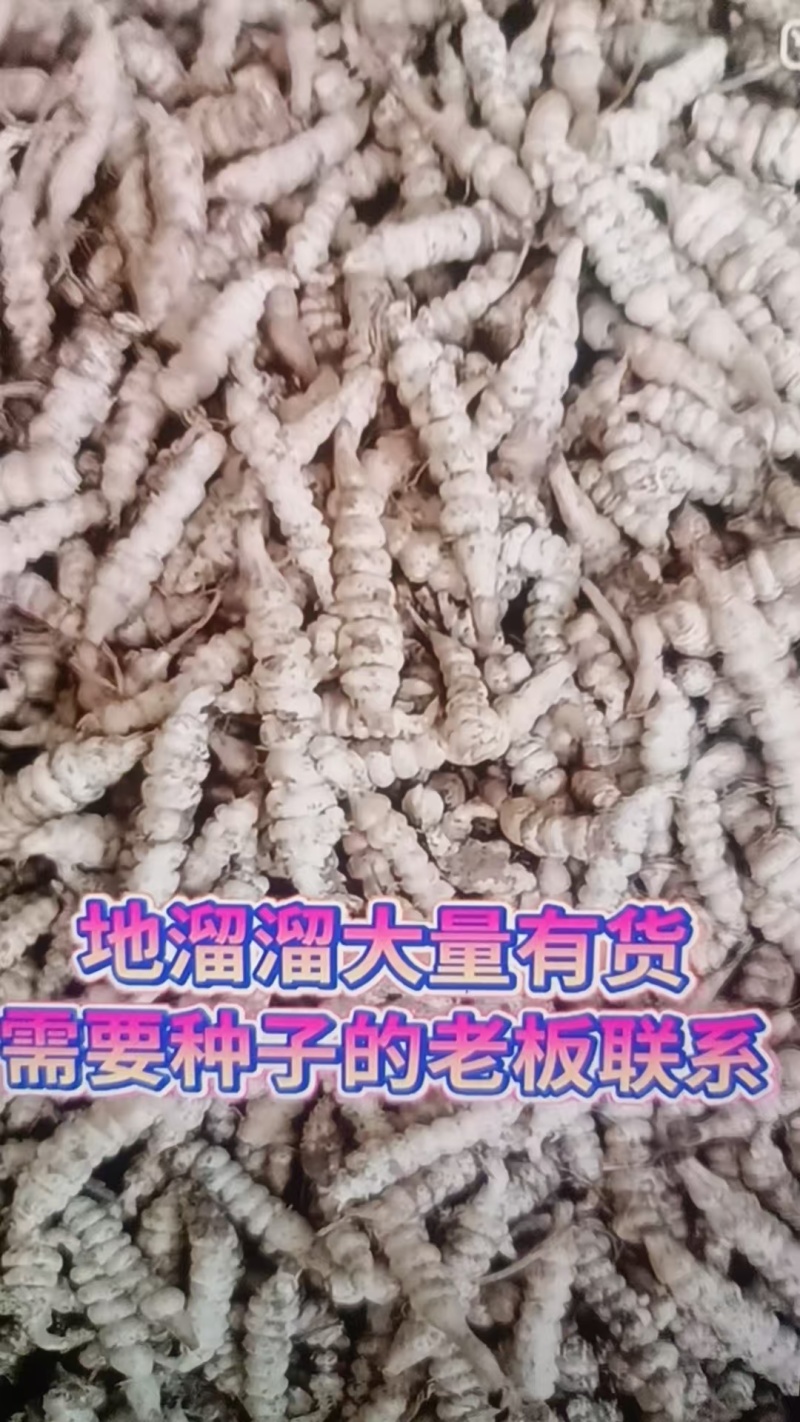 甘肃省庆阳市螺丝菜产地一直发大量供应欢迎选购