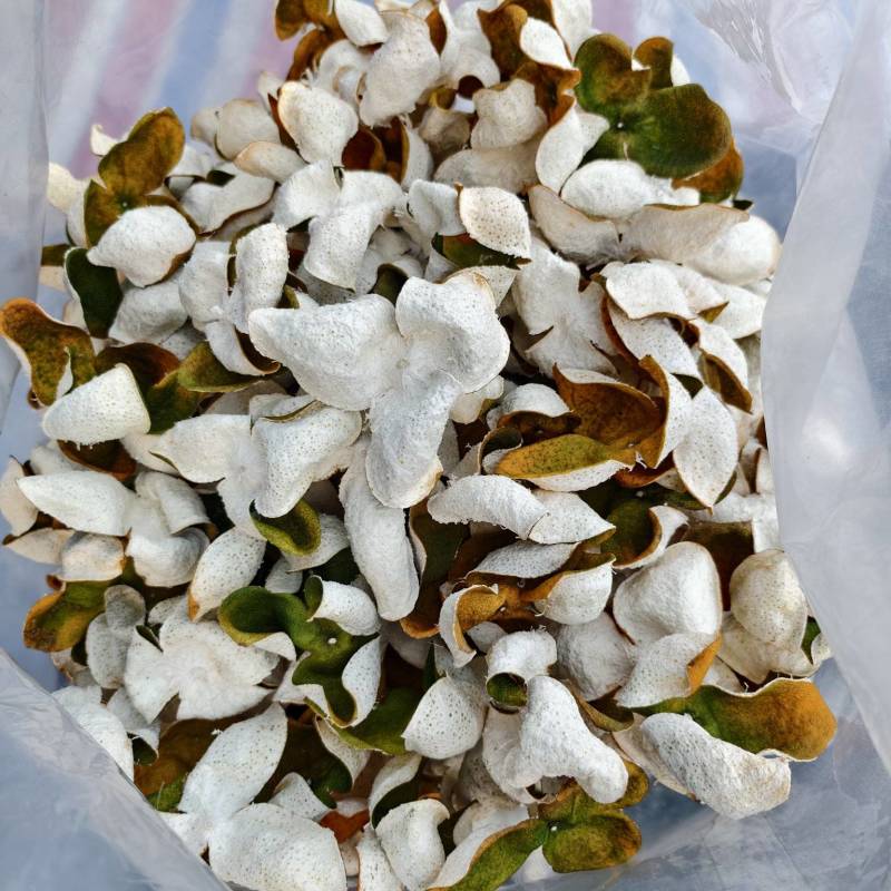 广西陈皮量大从优新鲜上市对接全国市场质量好，走货快。