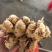 阳春沙姜