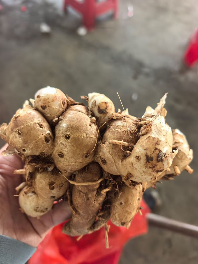 阳春沙姜