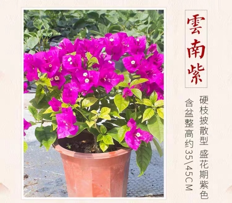 三角梅云南紫