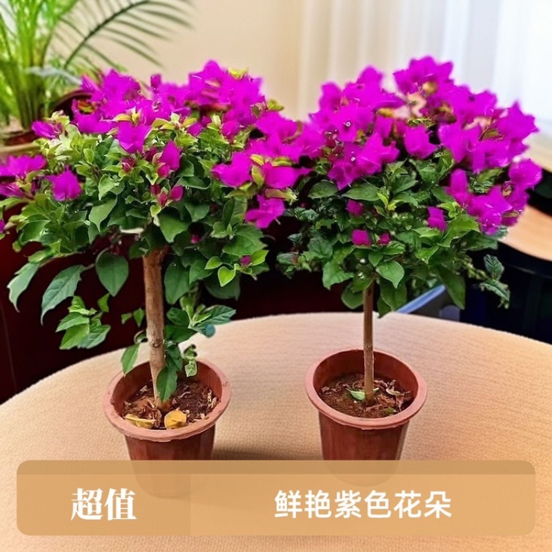 三角梅云南紫