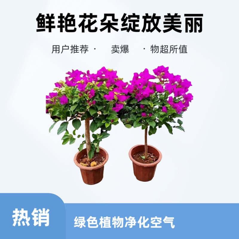 三角梅云南紫