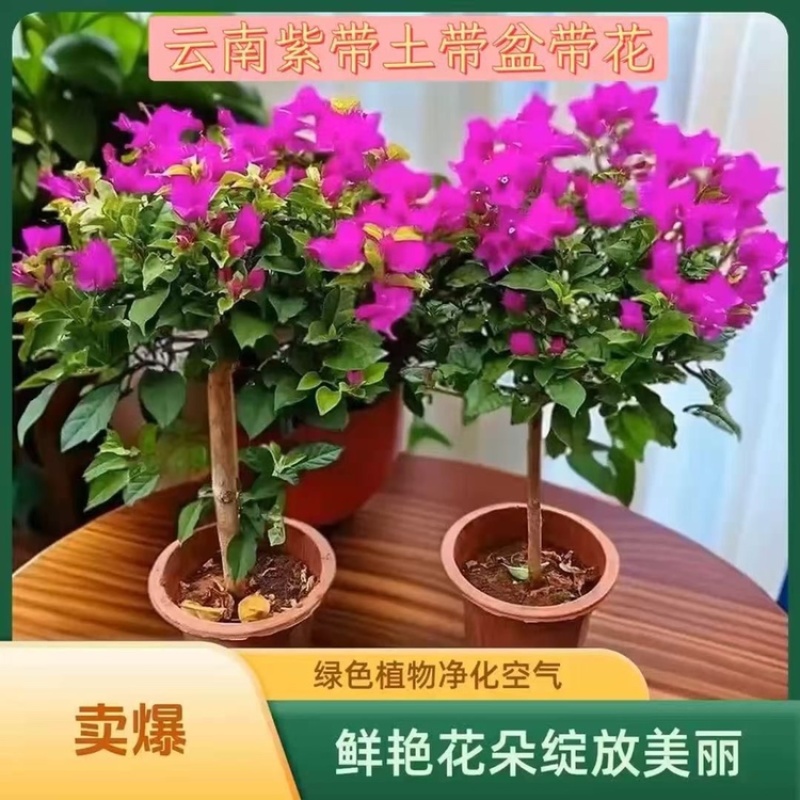 三角梅云南紫