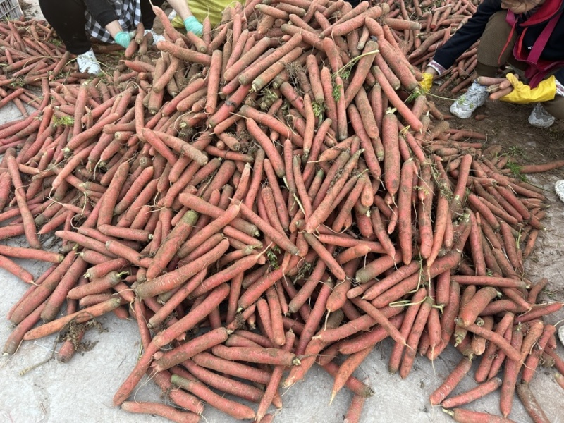 红胡萝卜养殖加工用红萝卜现大量上市价格合理欢迎采购