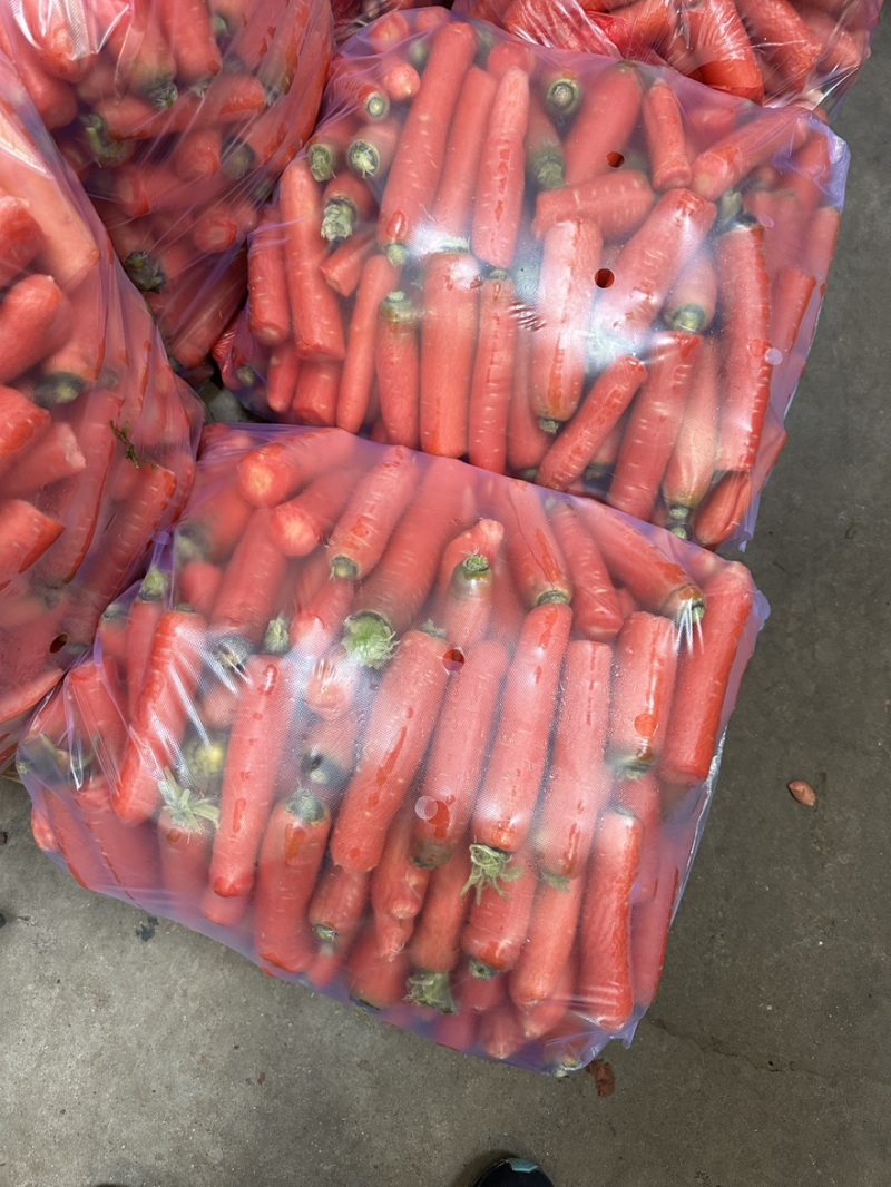 红胡萝卜养殖加工用红萝卜现大量上市价格合理欢迎采购