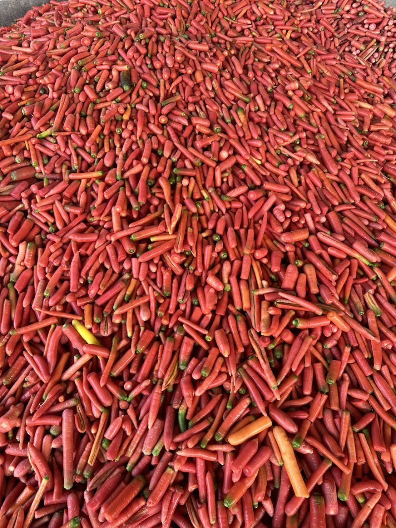 红胡萝卜养殖加工用红萝卜现大量上市价格合理欢迎采购