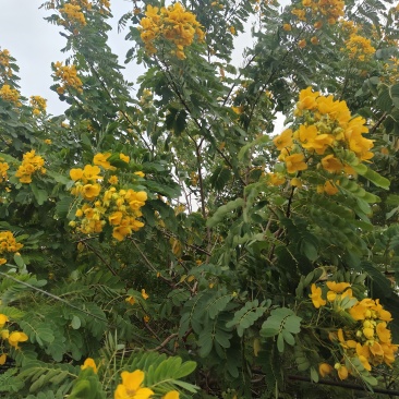 苗木花木