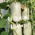 蜜源十八，博洋72，绿美人，羊角蜜甜瓜，公司货，品牌瓜。