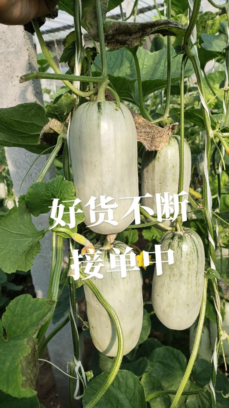 蜜源十八，博洋72，绿美人，羊角蜜甜瓜，公司货，品牌瓜。