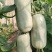 蜜源十八，博洋72，绿美人，羊角蜜甜瓜，公司货，品牌瓜。