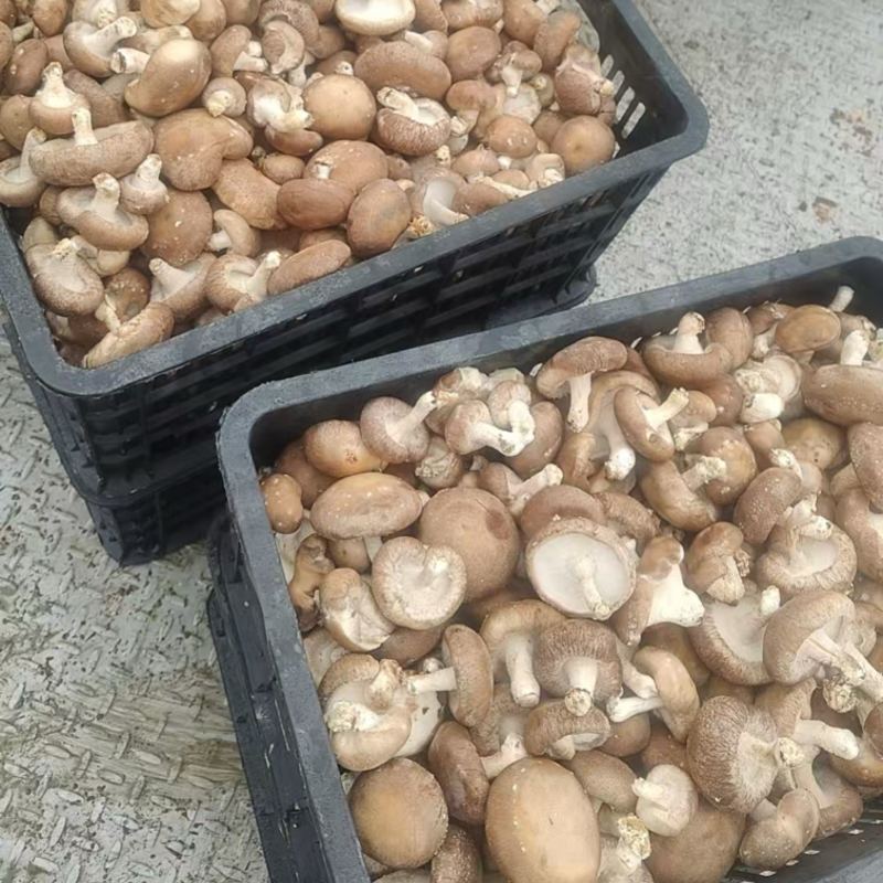 鲜香菇