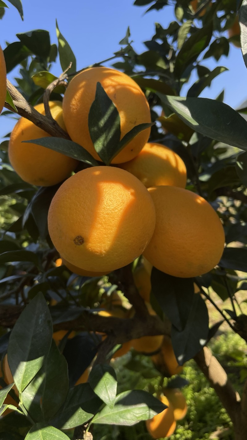 【纽荷尔橙子】【纯甜糖果】大量供应，产区直供，货源冲足