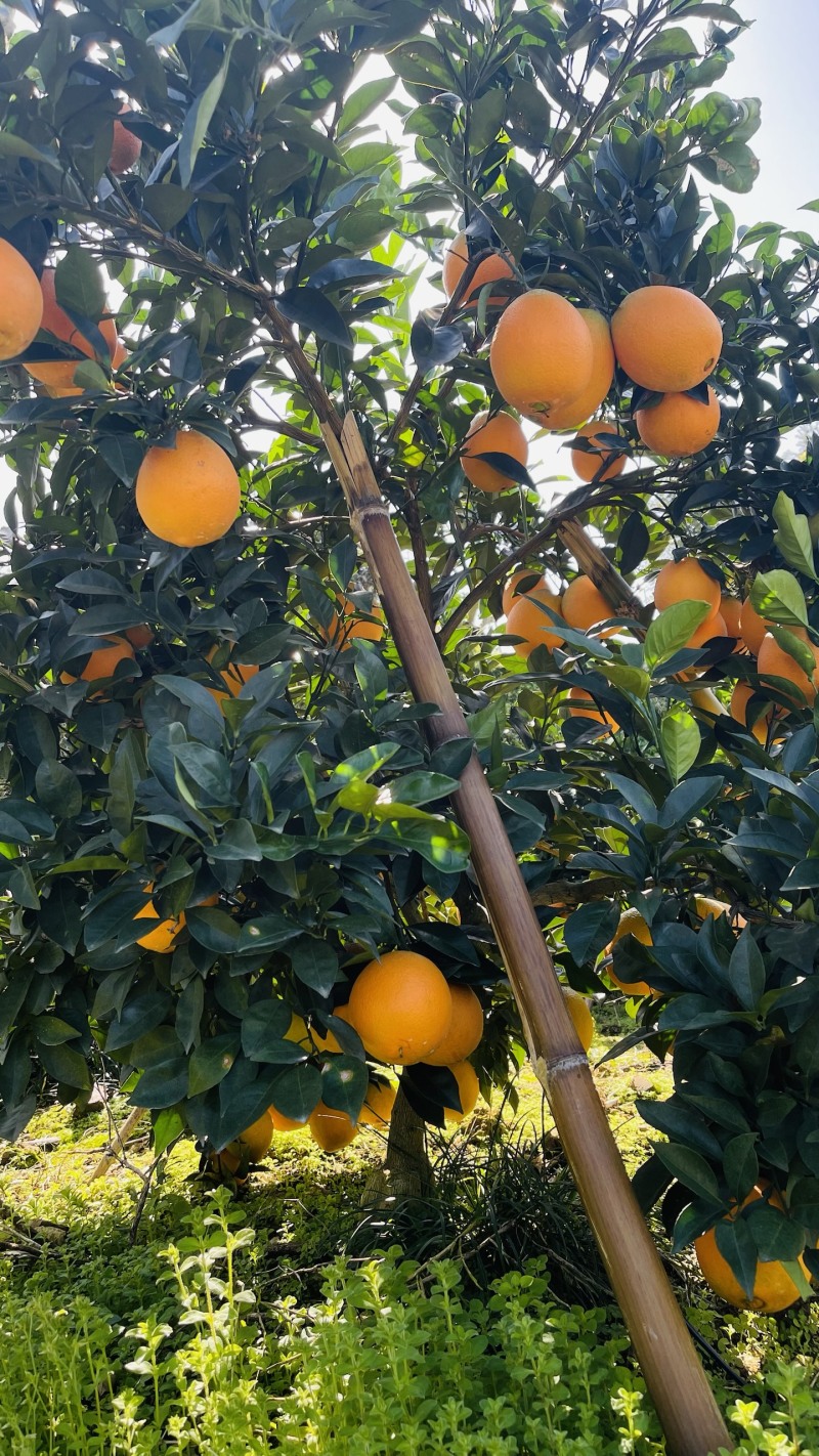 【纽荷尔橙子】【纯甜糖果】大量供应，产区直供，货源冲足