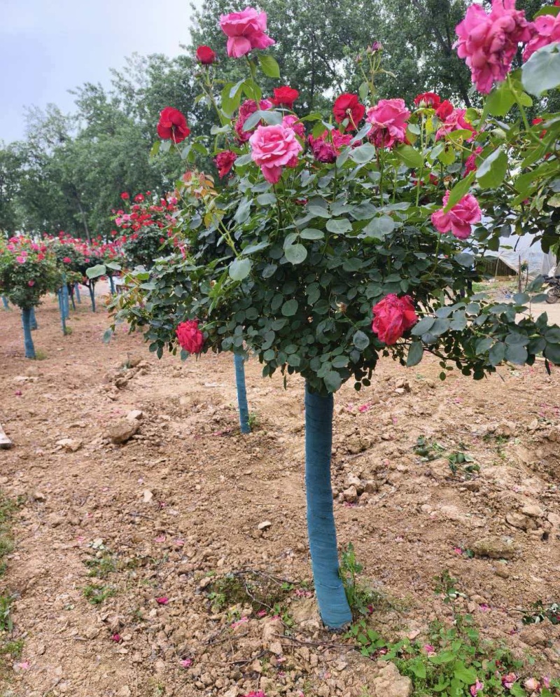 树桩月季高杆月季花苗大花四季开花棒棒糖