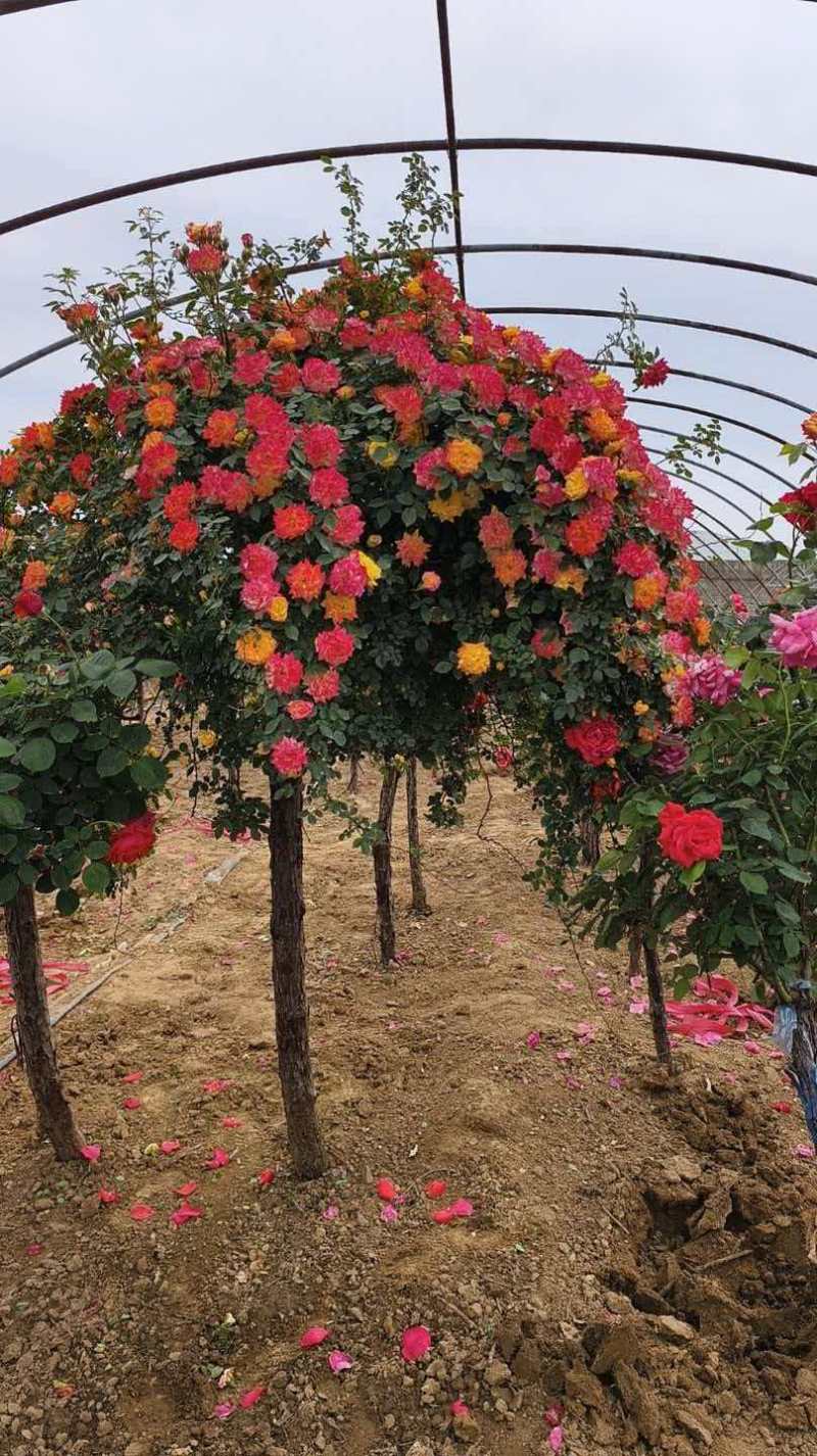 树桩月季高杆月季花苗大花四季开花棒棒糖