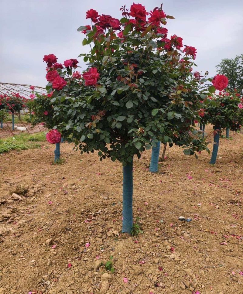 树桩月季高杆月季花苗大花四季开花棒棒糖
