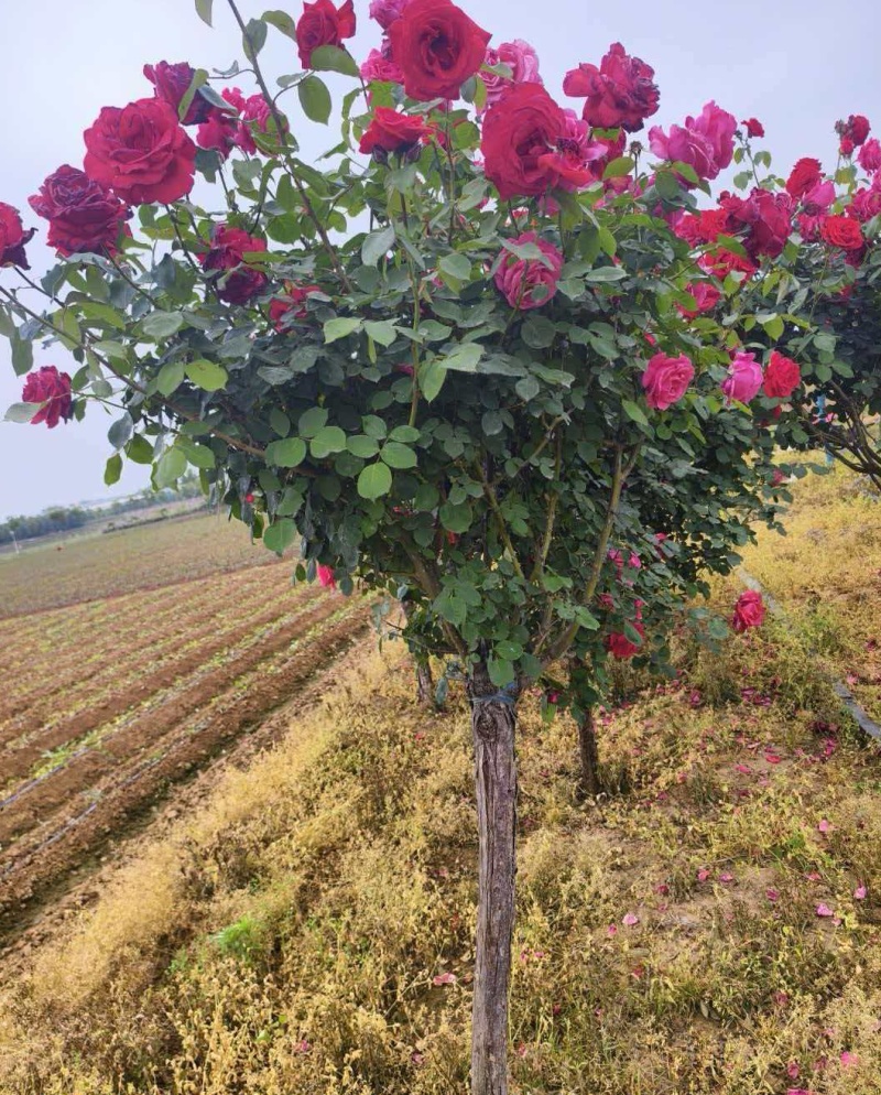 树桩月季高杆月季花苗大花四季开花棒棒糖
