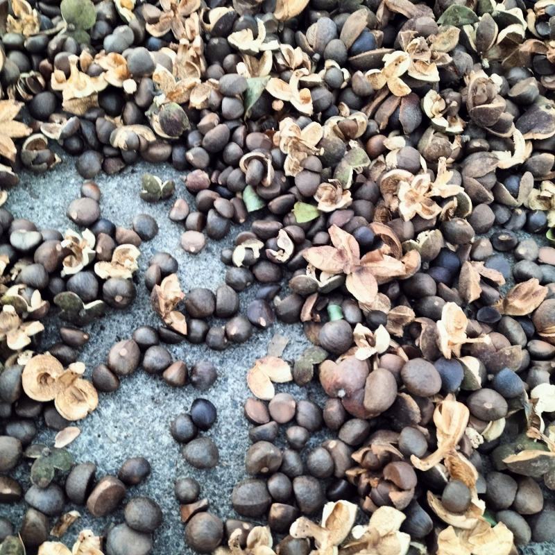 山野茶籽