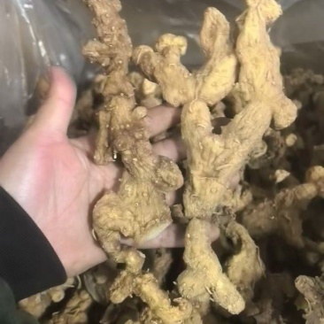 长条黄精(大量批发)