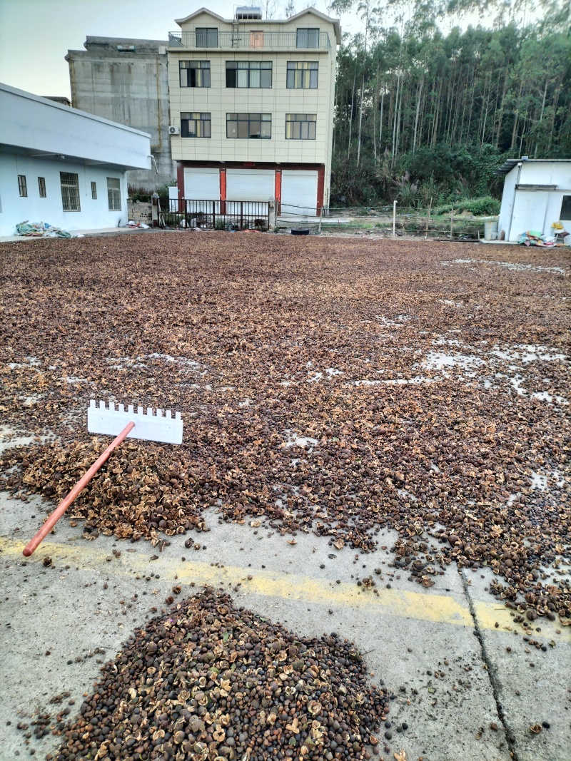 山野茶籽