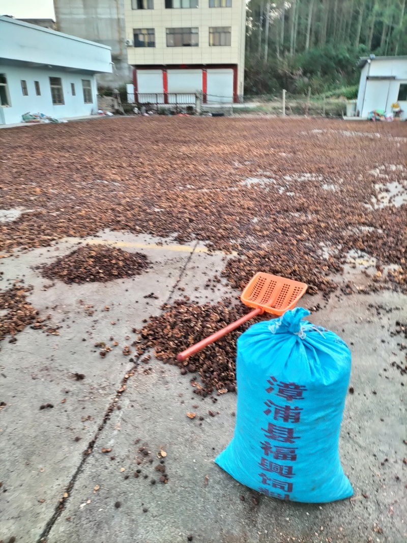 山野茶籽