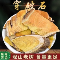 穿破石中药材川破石地棉根拓根现挖穿破石纯根
