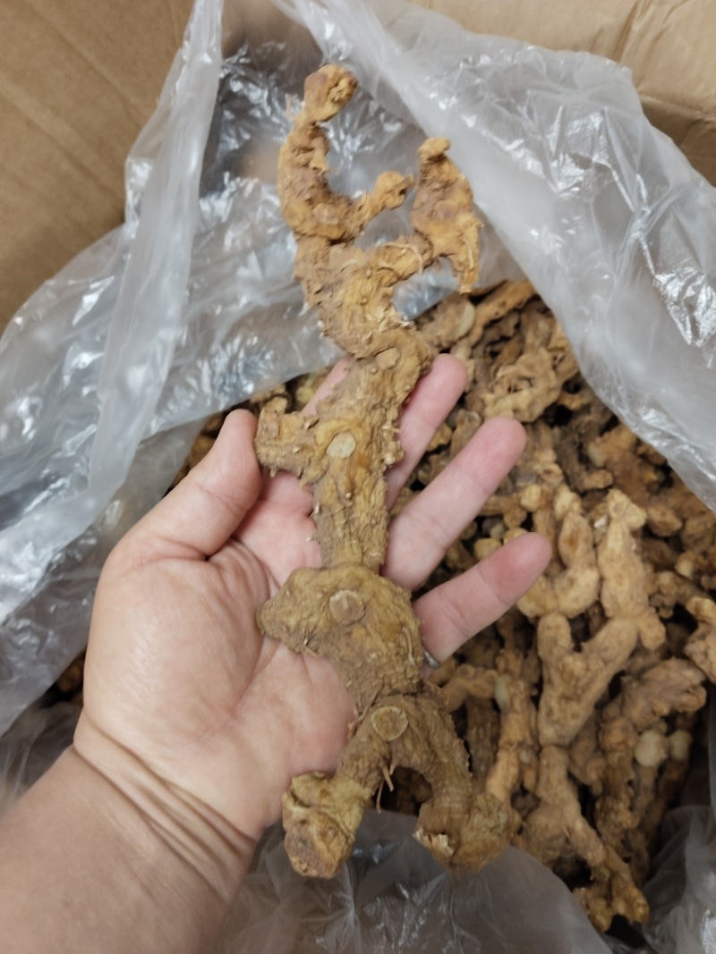长条黄精(大量批发)
