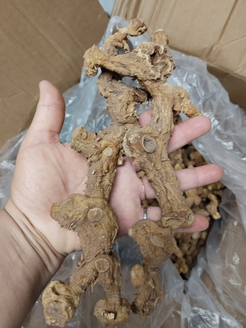 长条黄精(大量批发)