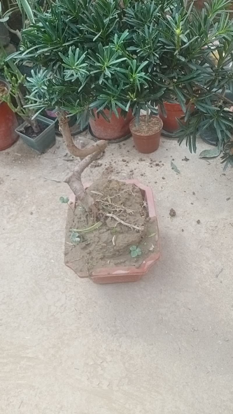 拿弯贵妃罗汉松