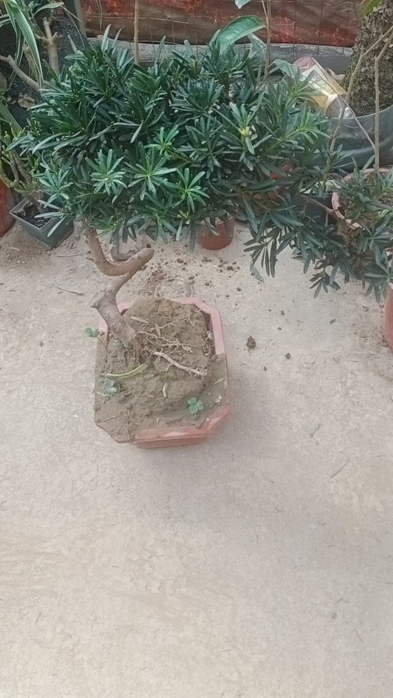 拿弯贵妃罗汉松
