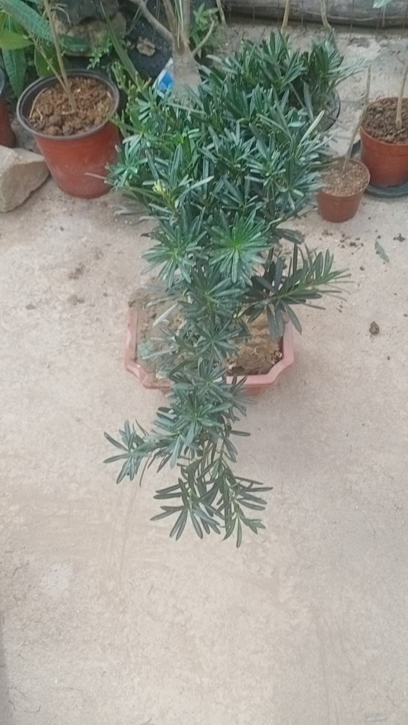 拿弯贵妃罗汉松