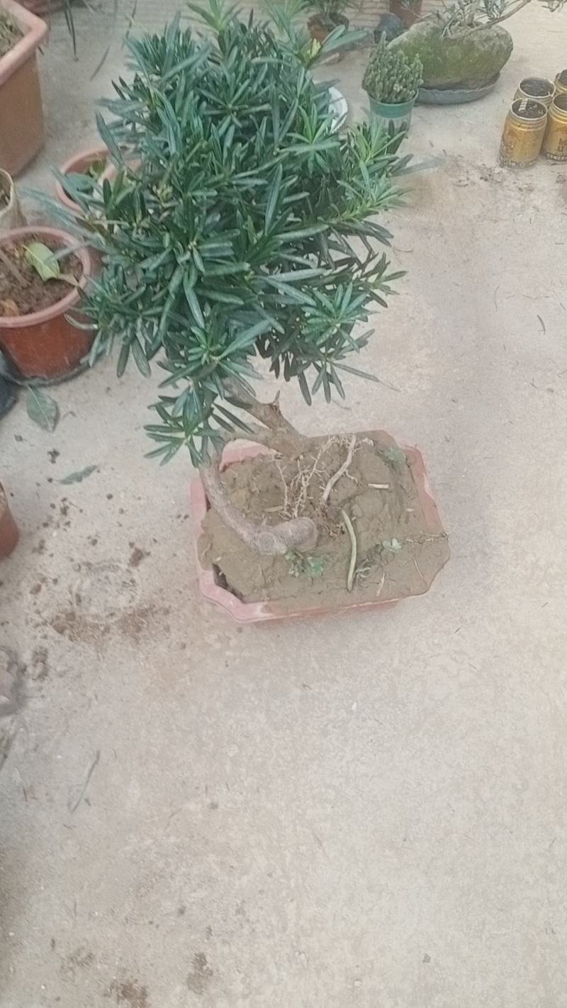 拿弯贵妃罗汉松