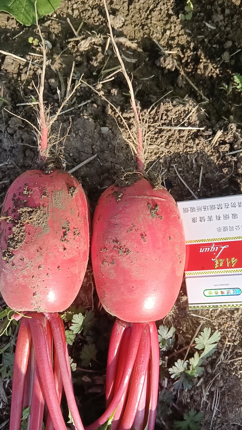 红福3号