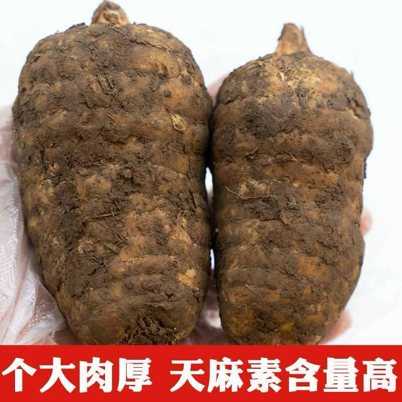 贵州生鲜乌天麻