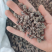 包邮野生猫爪草精品水洗猫爪草中药材干净无杂质